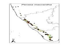 Persea macrantha